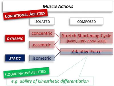 Frontiers | Muscular Pre-activation Can Boost The Maximal Explosive ...